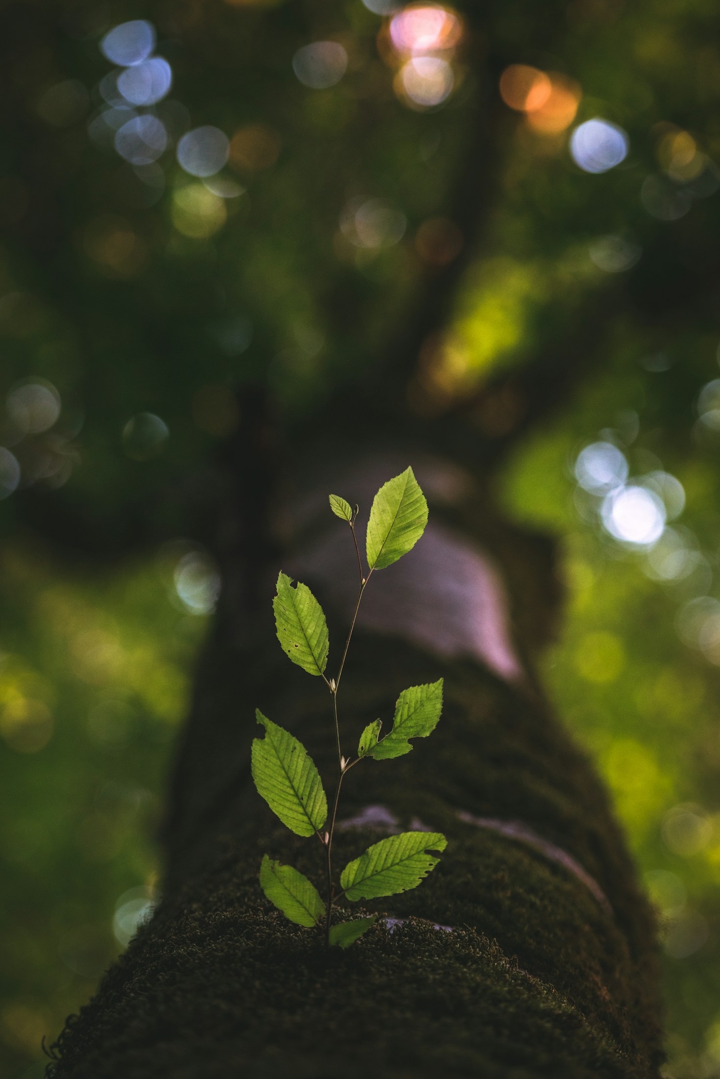 Miss Anne’s Journey to Self-Compassion